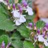 Fotografia 13 da espécie Teucrium pyrenaicum do Jardim Botânico UTAD