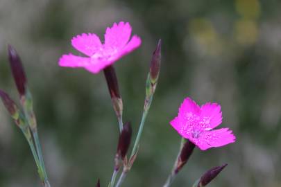 Fotografia da espécie Dianthus deltoides