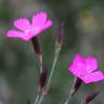 Fotografia 11 da espécie Dianthus deltoides do Jardim Botânico UTAD