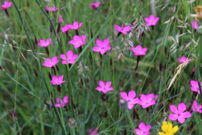 Fotografia da espécie Dianthus deltoides