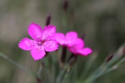 Fotografia da espécie Dianthus deltoides