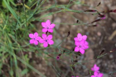 Fotografia da espécie Dianthus deltoides