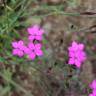 Fotografia 16 da espécie Dianthus deltoides do Jardim Botânico UTAD