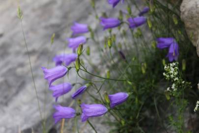 Fotografia da espécie Campanula scheuchzeri