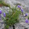 Fotografia 5 da espécie Campanula scheuchzeri do Jardim Botânico UTAD