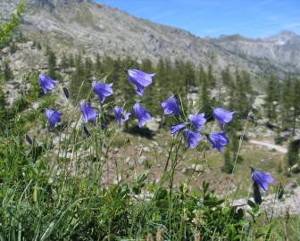Fotografia da espécie Campanula scheuchzeri