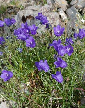 Fotografia 8 da espécie Campanula scheuchzeri no Jardim Botânico UTAD