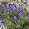 Fotografia 8 da espécie Campanula scheuchzeri do Jardim Botânico UTAD