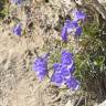 Fotografia 11 da espécie Campanula scheuchzeri do Jardim Botânico UTAD