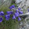 Fotografia 13 da espécie Campanula scheuchzeri do Jardim Botânico UTAD