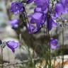 Fotografia 14 da espécie Campanula scheuchzeri do Jardim Botânico UTAD