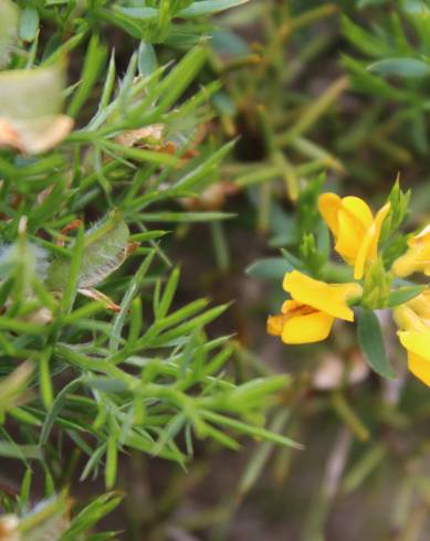 Fotografia de capa Genista hystrix subesp. legionensis - do Jardim Botânico