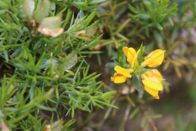 Fotografia da espécie Genista hystrix subesp. legionensis