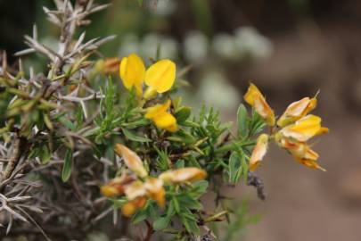 Fotografia da espécie Genista hystrix subesp. legionensis
