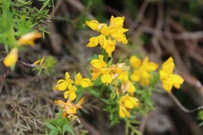 Fotografia da espécie Genista hystrix subesp. legionensis