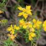 Fotografia 3 da espécie Genista hystrix subesp. legionensis do Jardim Botânico UTAD