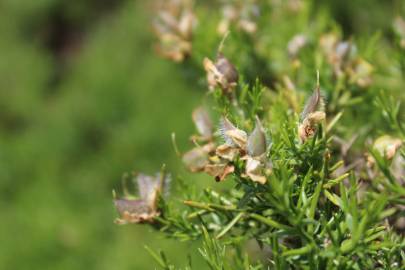 Fotografia da espécie Genista hystrix subesp. legionensis
