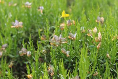 Fotografia da espécie Genista hystrix subesp. legionensis
