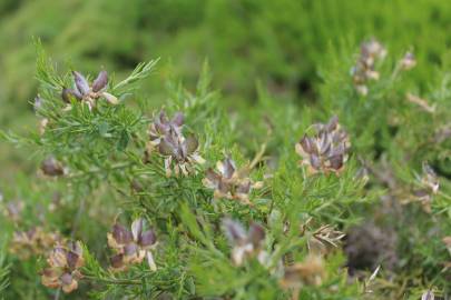 Fotografia da espécie Genista hystrix subesp. legionensis