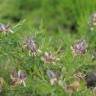 Fotografia 7 da espécie Genista hystrix subesp. legionensis do Jardim Botânico UTAD