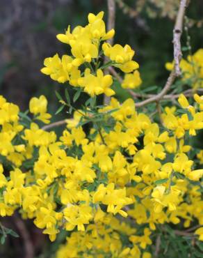 Fotografia 12 da espécie Genista florida no Jardim Botânico UTAD