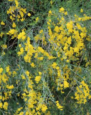 Fotografia 13 da espécie Genista florida no Jardim Botânico UTAD