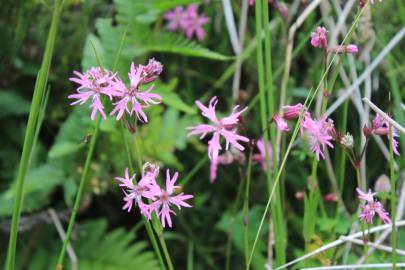 Fotografia da espécie Silene flos-cuculi subesp. flos-cuculi