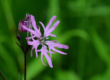 Fotografia da espécie Silene flos-cuculi subesp. flos-cuculi