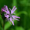 Fotografia 17 da espécie Silene flos-cuculi subesp. flos-cuculi do Jardim Botânico UTAD