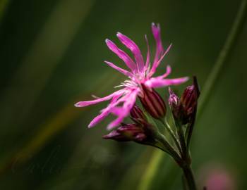 Fotografia da espécie Silene flos-cuculi subesp. flos-cuculi
