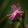 Fotografia 18 da espécie Silene flos-cuculi subesp. flos-cuculi do Jardim Botânico UTAD