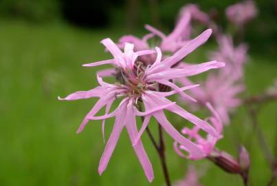 Fotografia da espécie Silene flos-cuculi subesp. flos-cuculi