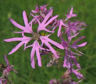 Fotografia da espécie Silene flos-cuculi subesp. flos-cuculi