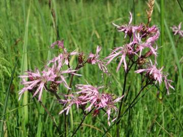 Fotografia da espécie Silene flos-cuculi subesp. flos-cuculi