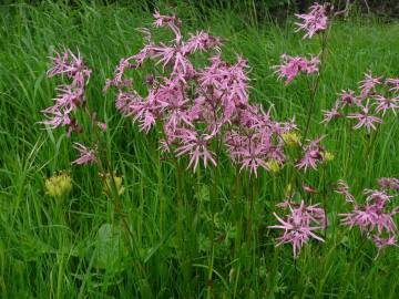 Fotografia da espécie Silene flos-cuculi subesp. flos-cuculi