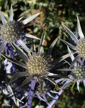 Fotografia 1 da espécie Eryngium bourgatii no Jardim Botânico UTAD