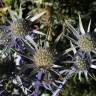 Fotografia 1 da espécie Eryngium bourgatii do Jardim Botânico UTAD