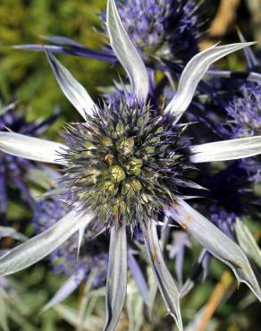 Fotografia 3 da espécie Eryngium bourgatii no Jardim Botânico UTAD