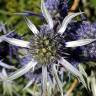 Fotografia 3 da espécie Eryngium bourgatii do Jardim Botânico UTAD