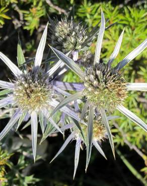 Fotografia 4 da espécie Eryngium bourgatii no Jardim Botânico UTAD