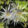 Fotografia 4 da espécie Eryngium bourgatii do Jardim Botânico UTAD