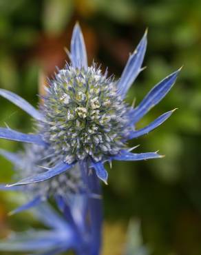 Fotografia 5 da espécie Eryngium bourgatii no Jardim Botânico UTAD