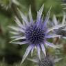 Fotografia 6 da espécie Eryngium bourgatii do Jardim Botânico UTAD