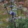 Fotografia 7 da espécie Eryngium bourgatii do Jardim Botânico UTAD