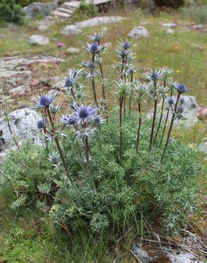 Fotografia 8 da espécie Eryngium bourgatii no Jardim Botânico UTAD