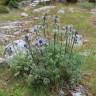 Fotografia 8 da espécie Eryngium bourgatii do Jardim Botânico UTAD