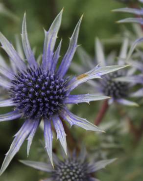 Fotografia 9 da espécie Eryngium bourgatii no Jardim Botânico UTAD