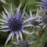 Fotografia 9 da espécie Eryngium bourgatii do Jardim Botânico UTAD