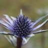 Fotografia 10 da espécie Eryngium bourgatii do Jardim Botânico UTAD