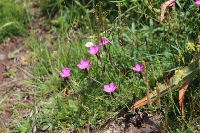 Fotografia da espécie Dianthus deltoides
